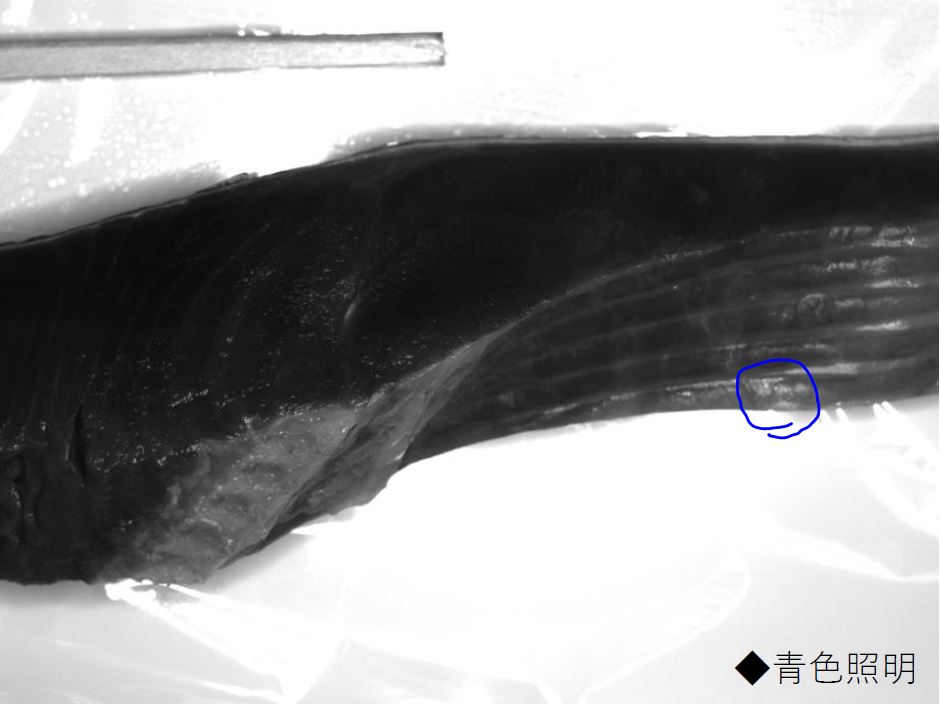 画像検査ラボ便りVol.6 鮭の切り身の骨検出 | 画像検査ラボ便り